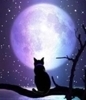 Scottish & British cats cattery